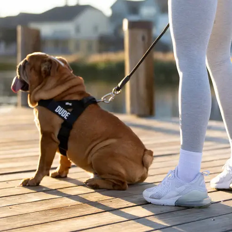 Dog Friendly Co. No-Pull Harness - Ergonomic Easy-Fit Design for Enhanced Safety and Comfort - Suitable for All Breeds - Lightweight and Chafe-Resistant Adjustable Straps
