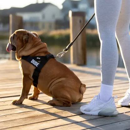Dog Friendly Co. No-Pull Harness - Ergonomic Easy-Fit Design for Enhanced Safety and Comfort - Suitable for All Breeds - Lightweight and Chafe-Resistant Adjustable Straps